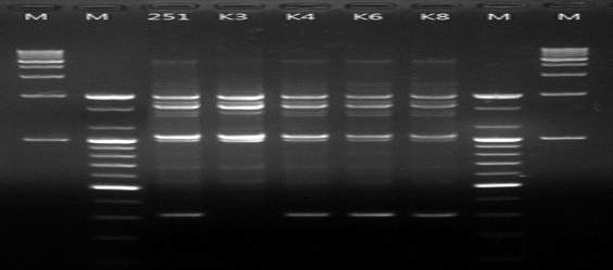 rep-PCR profiles with REP primer for 4 colonies of No.11251 Leu. mesenteroides selected on the RAPD band pattern from the kimchi culture