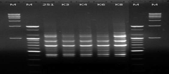 rep-PCR profiles with (GTG)5 primer for 4 colonies of No. 11251 Leu. mesenteroides selected on the RAPD band pattern from the kimchi culture.