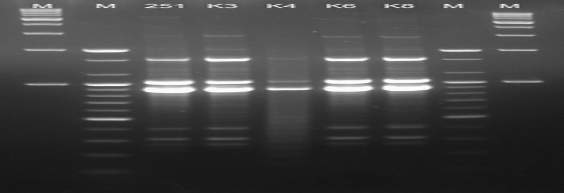 rep-PCR profiles with ERIC primer for 4 colonies of No.11251 Leu. mesenteroides selected on the RAPD band pattern from the kimchi culture.