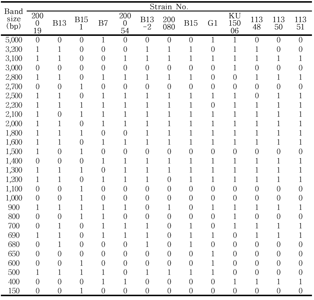 Digital data of L. brevis in the form of binary number(1,0) for the rep-PCR fingerprint using REP primer