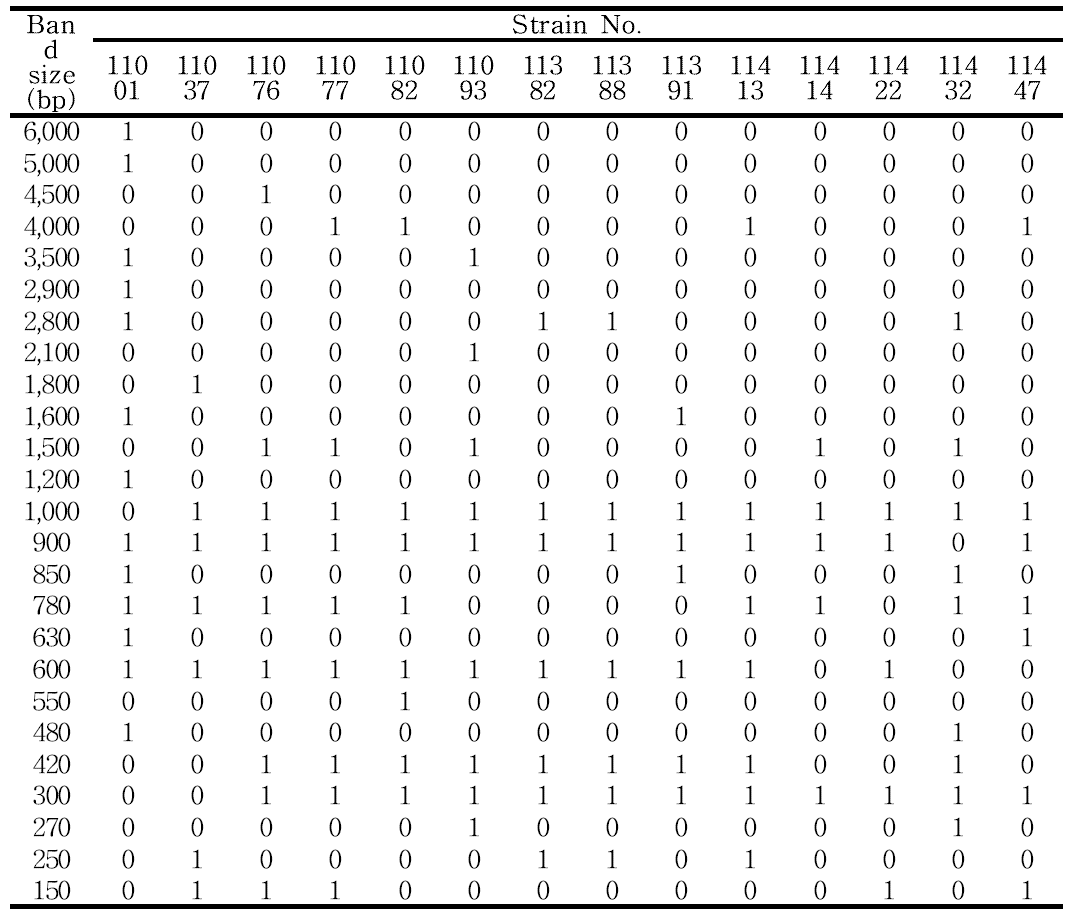 Digital data of Leu. citreum in the form of binary number(1,0) for the rep-PCR fingerprint using ERIC primer