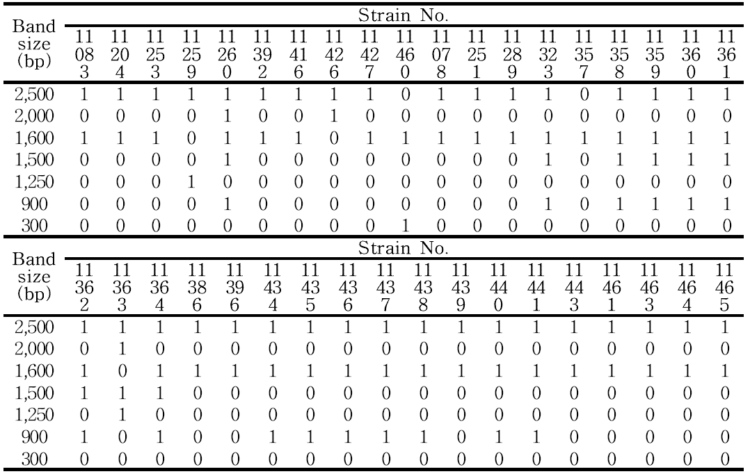 Digital data of Leu. mesenteroides in the form of binary number(1,0)for the RAPD fingerprint using KAY3 primer