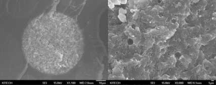 FS-SEM을 통한 cross-section polyHIPE(DVB-VBC) : W24 morphology 분석 사진