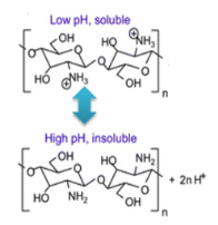 Chitosan with pH-responsive solubility