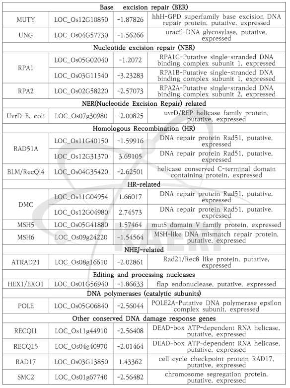 감마선에 의해 발현이 변화된 벼의 DNA 회복/방어 유전자