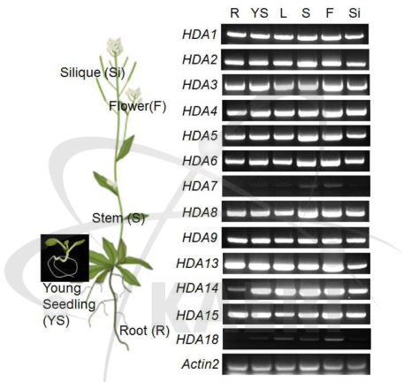 애기장대 조직별 HDA 유전자 발현 패턴 분석