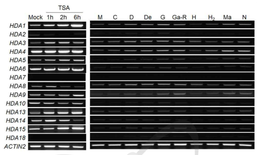 TSA와 다양한 스트레스 처리 후 HDA 유전자 발현 패턴 분석