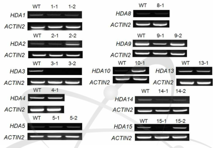hda 돌연변이체들에서 각각의 HDA 유전자 발현 분석