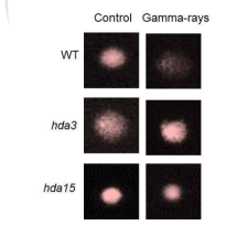 WT, hda3, hda15에서 감마선 조사 후 DNA 손상 비교