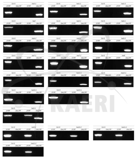 hat 돌연변이체들의 유전자형 분석(genotyping)