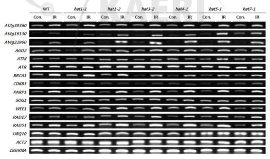 hat 돌연변이체들에서 감마선 유도 유전자들의 발현 비교