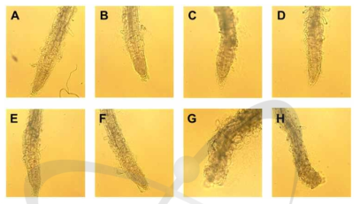 RdDM 돌연변이체들의 감마선 조사후 8일째 root swollen assay.