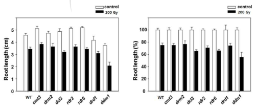 감마선 조사 후 RdDM 돌연변이체들의 뿌리 생장 변화