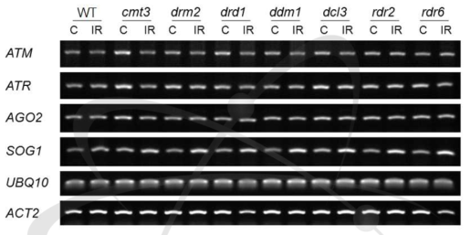 RdDM 돌연변이체들의 감마선 조사 후 DNA 회복 유전자들의 발현 비교
