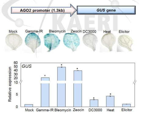 다양한 스트레스 조건에서 AGO2 promoter::GUS 형질전환 식물체의 GUS 발현 분석