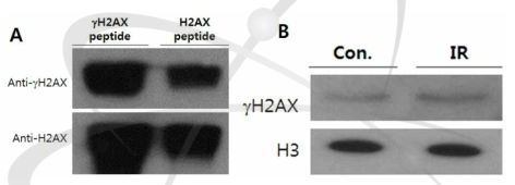 제작한 γ-H2AX 항체와 peptide(A) 및 히스톤 추출물(B)과의 반응성