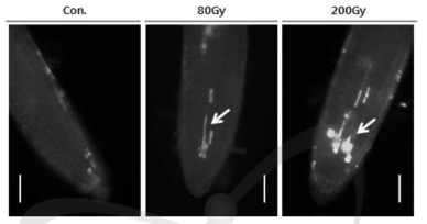 감마선이 조사된 애기장대 뿌리조직의 세포사멸 분석.