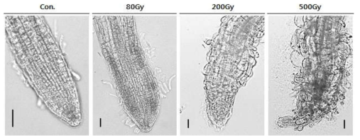 감마선이 조사된 애기장대 뿌리 말단의 형태변화 분석. Scale bars: 50μm.
