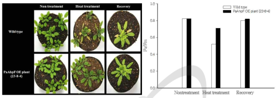 Heat stress 처리에 따른 WT과 PaAhpF 과발현체의 표현형 및 광합성 효율(Fv/Fm) 비교