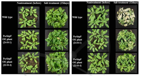 100 mM(왼쪽), 200 mM(오른쪽) NaCl 처리에 따른 WT과 PaAhpF 과발현체의 표현형 비교