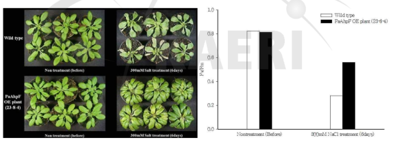 300 mM NaCl 처리에 따른 WT과 PaAhpF 과발현체의 표현형 및 광합성 효율(Fv/Fm) 비교