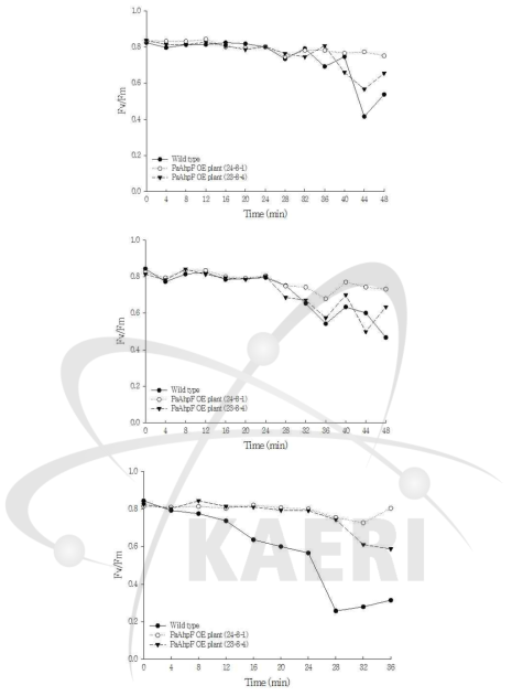 애기장대 WT과 PaAhpF 과발현체 잎에 NaCl 처리에 따른 광합성 효율(Fv/Fm) 감소 비교.