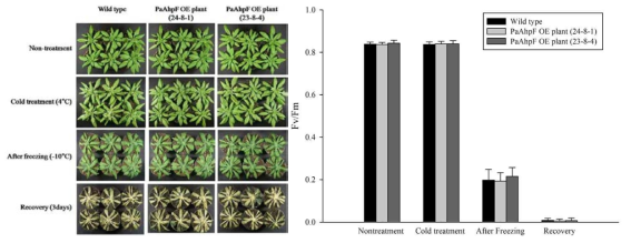 Cold stress 처리에 따른 WT과 PaAhpF 과발현체의 표현형 및 광합성 효율(Fv/Fm) 비교