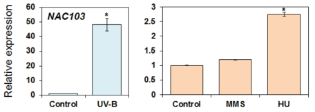 UV-B와 유전독성물질(MMS, HU)에 의한 NAC103 발현 비교