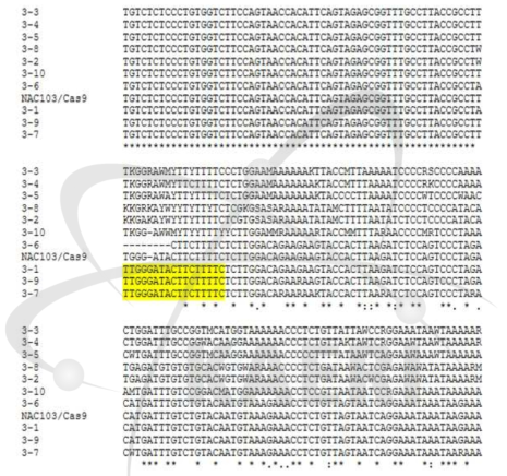 NAC103 염기서열 분석을 통한 nac103 기능제거 돌연변이체 확인