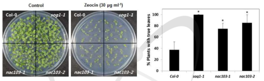 야생형(Col-0), sog1, nac103 돌연변이체의 zeocin 처리 후 표현형 비교