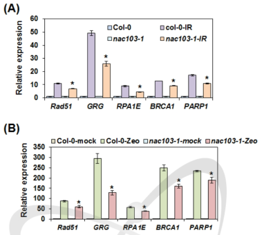 야생형과 nac103 돌연변이체의 감마선과 zeocin에 의한 DNA 회복 관련 유전자 발현 비교