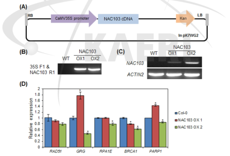 NAC103 과발현체 제작 및 야생형과 DNA 회복 관련 유전자 발현 비교
