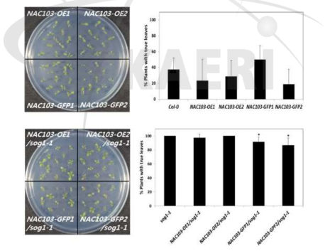 Zeocin 처리 후 NAC103 과발현 야생형과 sog1 돌연변이체의 표현형 비교