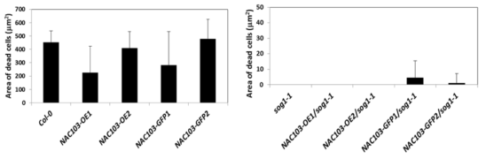 Zeocin 처리 후 NAC103 과발현 야생형과 sog1 돌연변이체의 세포사멸 비교