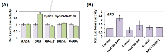 NAC103-tagging 단백질에 따른 DNA 회복 유전자 전사활성화 비교