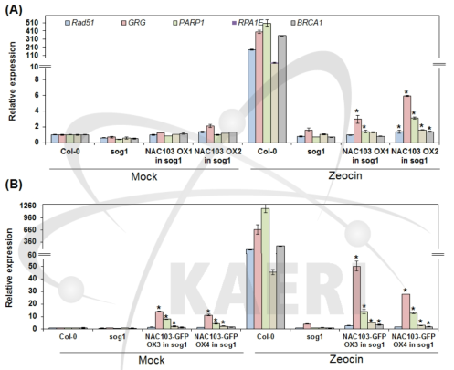 NAC103과 NAC103-GFP 과발현 sog1 돌연변이체의 DNA 회복 관련 유전자 발현 비교