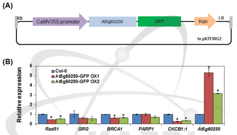 At5g60250-GFP 과발현 벡터 및 과발현체의 DNA 회복 관련 유전자 발현 양상