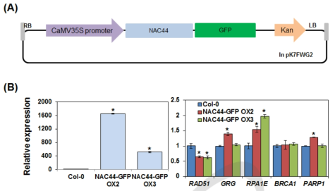 NAC44-GFP 과발현 벡터 및 과발현체의 DNA 회복 관련 유전자 발현 양상