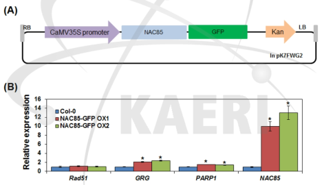 NAC85-GFP 과발현 벡터 및 과발현체의 DNA 회복 관련 유전자 발현 양상
