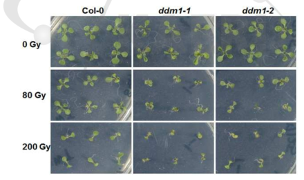 야생형(Col-0)과 ddm1 돌연변이체의 감마선 조사 후 표현형 비교