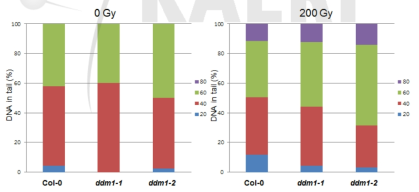 야생형(Col-0)과 ddm1 돌연변이체의 감마선 조사 후 DNA 손상(DSB) 비교