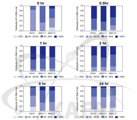 야생형(Col-0)과 ddm1 돌연변이체의 감마선 조사 후 시간별 DNA 손상 변화