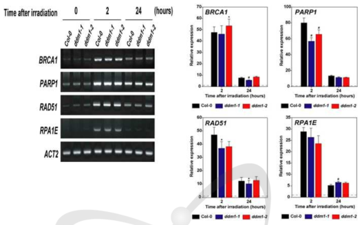 야생형(Col-0)와 ddm1 돌연변이체의 감마선 조사 후 DNA 회복 유전자 발현 비교
