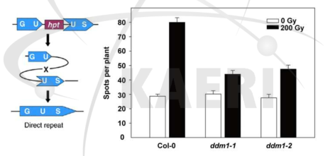야생형(Col-0)과 ddm1 돌연변이체의 감마선 조사 후 HRF 비교