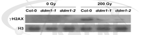 야생형(Col-0)과 ddm1 돌연변이체의 감마선 조사 후 γ-H2AX 비교