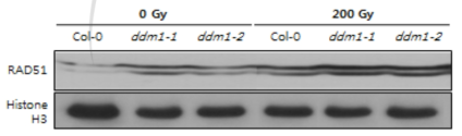 야생형(Col-0)과 ddm1 돌연변이체의 감마선 조사 후 RAD51 비교