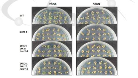 감마선 조사 후 drd1 돌연변이체와 과발현체의 표현형 비교
