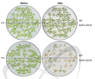 야생형과 DcPrx 과발현체의 건조스트레스 처리 후 표현형 비교