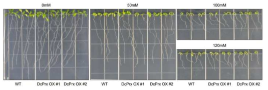 야생형과 DcPrx 과발현체의 염스트레스 처리 후 표현형 비교