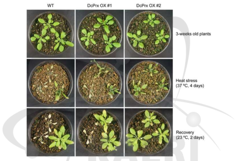 야생형과 DcPrx 과발현체의 열스트레스 처리 후 표현형 비교